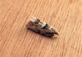 Attēlu rezultāti vaicājumam “Epinotia bilunana”