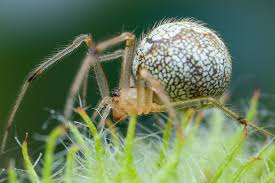 Attēlu rezultāti vaicājumam “Theridiidae”