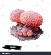 Attēlu rezultāti vaicājumam “Rhodotus palmatus”