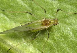 Attēlu rezultāti vaicājumam “Diderma simplex macro”