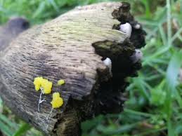 Attēlu rezultāti vaicājumam “Lycogala roseosporum”