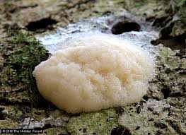 Attēlu rezultāti vaicājumam “Tubiferaceae”