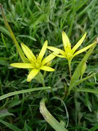 Attēlu rezultāti vaicājumam “Gagea pratensis”