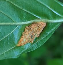 Attēlu rezultāti vaicājumam “Puccinia coronata”
