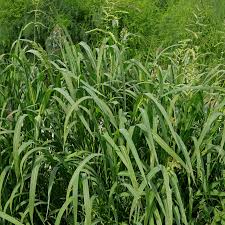 Attēlu rezultāti vaicājumam “Echinochloa crus-galli”