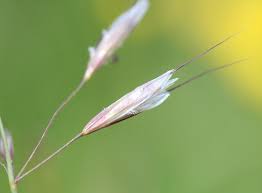 Attēlu rezultāti vaicājumam “Helictotrichon pubescens”