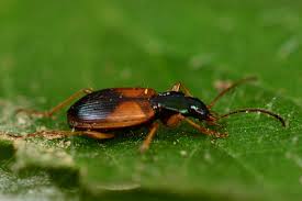 Attēlu rezultāti vaicājumam “Anchomenus dorsalis”