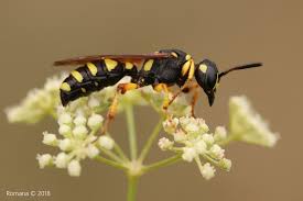 Attēlu rezultāti vaicājumam “Cerceris arenaria”
