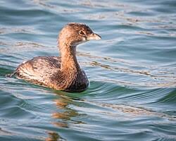 Image result for Podilymbus podiceps
