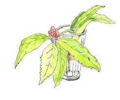 Image result for    Ȃ  