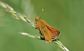 Attēlu rezultāti vaicājumam “Ochlodes sylvanus”