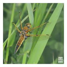 Attēlu rezultāti vaicājumam “Libellula quadrimaculata exuvia”