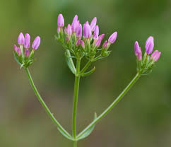 Attēlu rezultāti vaicājumam “Centaurium erythraea bud”