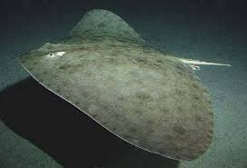 Image result for Gymnura micrura