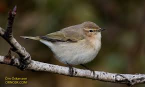 Attēlu rezultāti vaicājumam “Phylloscopus collybita”