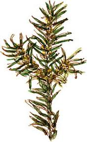 Attēlu rezultāti vaicājumam “Taxus baccata male flower”