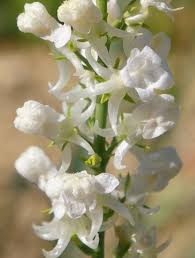 Attēlu rezultāti vaicājumam “Linaria loeselii flower”