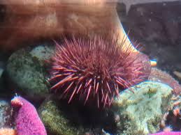 Image result for Mesocentrotus franciscanus