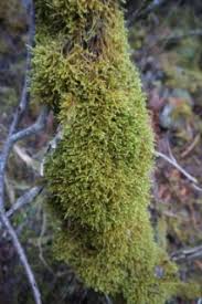 Attēlu rezultāti vaicājumam “Antitrichia curtipendula sporophyte”