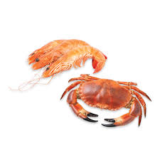 Attēlu rezultāti vaicājumam “Crustacea”