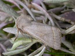 Attēlu rezultāti vaicājumam “Orthosia opima”