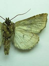 Attēlu rezultāti vaicājumam “Staurophora celsia”