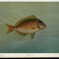 Image result for Tautoga onitis