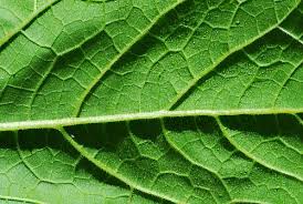 Attēlu rezultāti vaicājumam “Cucurbita pepo leaf”