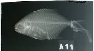 Image result for Trachinotus carolinus