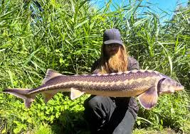 Image result for Acipenser