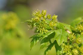 Attēlu rezultāti vaicājumam “Acer campestre flower”