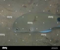 Image result for Diplodus capensis