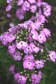 Attēlu rezultāti vaicājumam “Phlox paniculata”