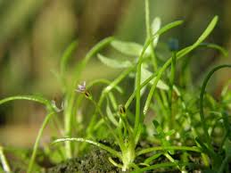 Attēlu rezultāti vaicājumam “Limosella aquatica”