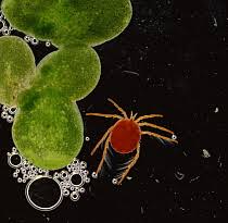 Attēlu rezultāti vaicājumam “Hydrachna”