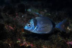 Image result for Diplodus vulgaris