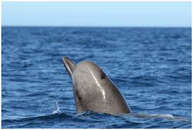 Image result for Hyperoodon ampullatus