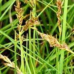 Attēlu rezultāti vaicājumam “Blysmus compressus fruit”