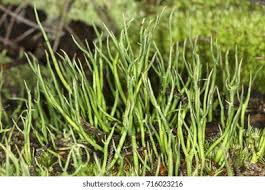 Attēlu rezultāti vaicājumam “Cladonia cornuta”