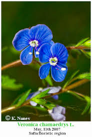Attēlu rezultāti vaicājumam “Veronica chamaedrys leaf”