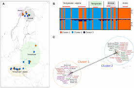 Attēlu rezultāti vaicājumam “Meesia triquetra”