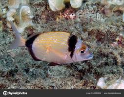 Image result for Diplodus vulgaris