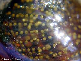 Attēlu rezultāti vaicājumam “Trichoptera egg mass”