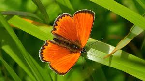 Attēlu rezultāti vaicājumam “Lycaena virgaureae”