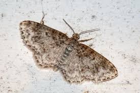 Attēlu rezultāti vaicājumam “Hydrelia flammeolaria”