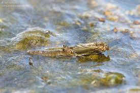 Attēlu rezultāti vaicājumam “Siphlonurus”