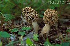 Attēlu rezultāti vaicājumam “Morchella esculenta”