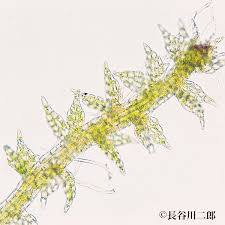 Attēlu rezultāti vaicājumam “Cephaloziella elachista”