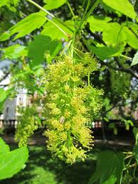 Attēlu rezultāti vaicājumam “Acer pseudoplatanus flower”