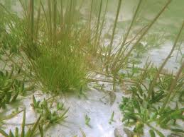 Attēlu rezultāti vaicājumam “Juncus bulbosus”